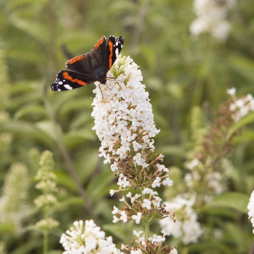 Tricolour Buddleia Butterfly Bush 5 Tricolour Buddleia Butterfly Bush - Image 5