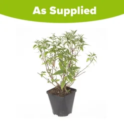 Tricolour Buddleia Butterfly Bush 11 Tricolour Buddleia Butterfly Bush -Gardenista Store 510198 5