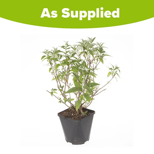 Tricolour Buddleia Butterfly Bush 6 Tricolour Buddleia Butterfly Bush - Image 6