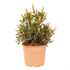 Callistemon Viminalis 'Hot Pink' -Gardenista Store 510237 2