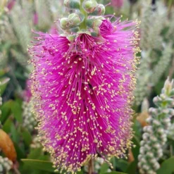 Callistemon Viminalis 'Hot Pink' -Gardenista Store 510237 3