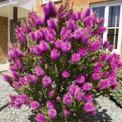 Callistemon Viminalis 'Hot Pink' -Gardenista Store 510237 4