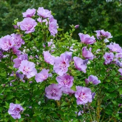 Hibiscus 'Chiffon Lavender' -Gardenista Store 510272 2