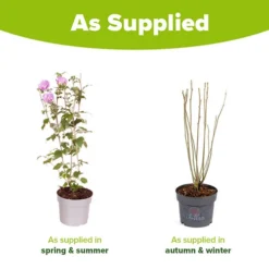 Hibiscus 'Chiffon Lavender' -Gardenista Store 510272 3