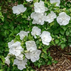 Hibiscus Syriacus 'White Chiffon' -Gardenista Store 510273 2