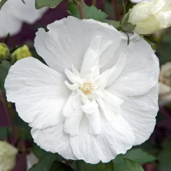 Hibiscus Syriacus 'White Chiffon' -Gardenista Store 510273 3