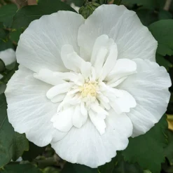 Hibiscus Syriacus 'White Chiffon' -Gardenista Store 510273 5