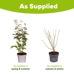 Hibiscus Syriacus 'White Chiffon' -Gardenista Store 510273 6