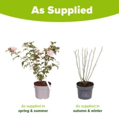 Hibiscus 'Chiffon Pink' -Gardenista Store 510274 3