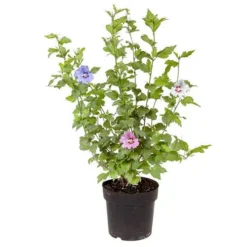 Tricolour Hibiscus -Gardenista Store 510313 3