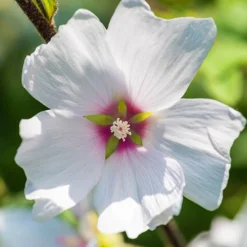 Patio Lavatera Mallow 'Barnsley Baby' 6 Patio Lavatera Mallow 'Barnsley Baby' -Gardenista Store 510339 2