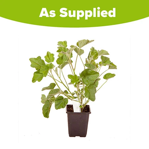 Patio Lavatera Mallow 'Barnsley Baby' 4 Patio Lavatera Mallow 'Barnsley Baby' - Image 4