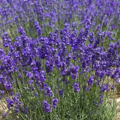 Lavender Munstead 7 Lavender Munstead -Gardenista Store 510354 2