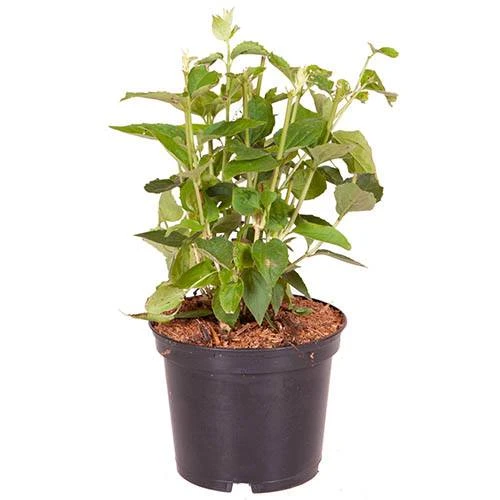 Philadelphue - Mock Orange - 'Virginal' 3 Philadelphue - Mock Orange - 'Virginal' - Image 3