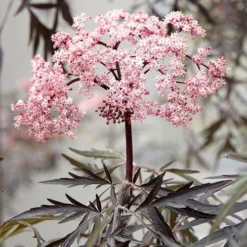 Sambucus Nigra 'Black Lace' 10 Sambucus Nigra 'Black Lace' -Gardenista Store 510394 3