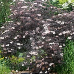 Sambucus Nigra 'Black Lace' 11 Sambucus Nigra 'Black Lace' -Gardenista Store 510394 4