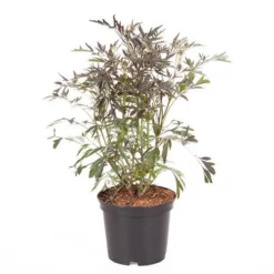 Sambucus Nigra 'Black Lace' 13 Sambucus Nigra 'Black Lace' -Gardenista Store 510394 6