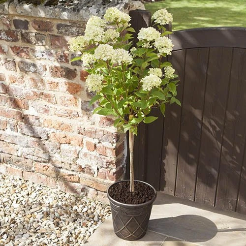 Hydrangea Paniculata 'Little Lime' Standard 1 Hydrangea Paniculata 'Little Lime' Standard