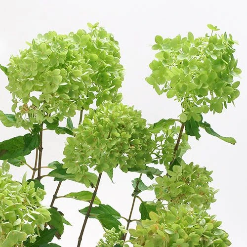 Hydrangea Paniculata 'Little Lime' Standard 3 Hydrangea Paniculata 'Little Lime' Standard - Image 3
