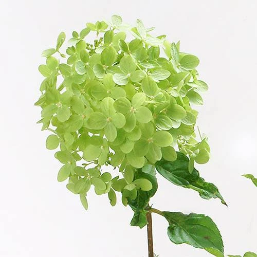 Hydrangea Paniculata 'Little Lime' Standard 4 Hydrangea Paniculata 'Little Lime' Standard - Image 4