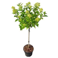 Hydrangea Paniculata 'Little Lime' Standard 9 Hydrangea Paniculata 'Little Lime' Standard -Gardenista Store 510424 4