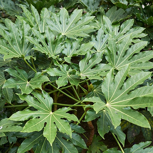 Fatsia Japonica - Castor Oil Plant 1 Fatsia Japonica - Castor Oil Plant