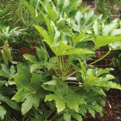 Fatsia Japonica - Castor Oil Plant 7 Fatsia Japonica - Castor Oil Plant -Gardenista Store 510428 2