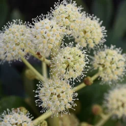 Fatsia Japonica - Castor Oil Plant 8 Fatsia Japonica - Castor Oil Plant -Gardenista Store 510428 3
