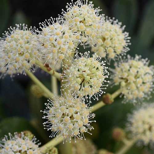 Fatsia Japonica - Castor Oil Plant 4 Fatsia Japonica - Castor Oil Plant - Image 4