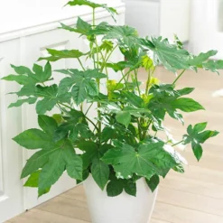 Fatsia Japonica - Castor Oil Plant 9 Fatsia Japonica - Castor Oil Plant -Gardenista Store 510428 4