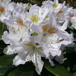 Rhododendron 'Madam Masson'