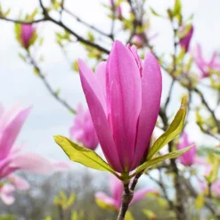 Magnolia 'Susan' Standard Shrub -Gardenista Store 510509 2