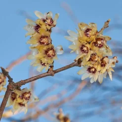 Chimonanthus Praecox - Wintersweet 5 Chimonanthus Praecox - Wintersweet -Gardenista Store 510536 2