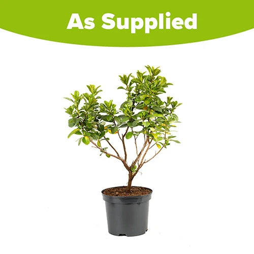 Escallonia 'Pink Elle' 3 Escallonia 'Pink Elle' - Image 3