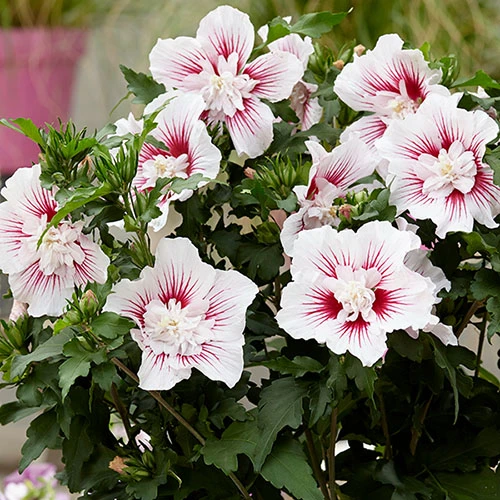 Hibiscus Syriacus Starburst Chiffon 2 Hibiscus Syriacus Starburst Chiffon - Image 2