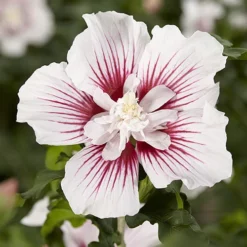 Hibiscus Syriacus Starburst Chiffon 15 Hibiscus Syriacus Starburst Chiffon -Gardenista Store 510578 6