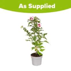 Hibiscus Syriacus Starburst Chiffon 17 Hibiscus Syriacus Starburst Chiffon -Gardenista Store 510578 8