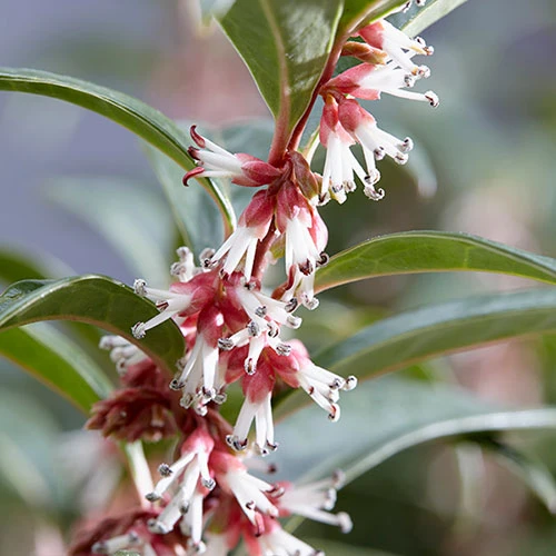 Sarcococca Hookeriana 'Winter Gem' 1 Sarcococca Hookeriana 'Winter Gem'