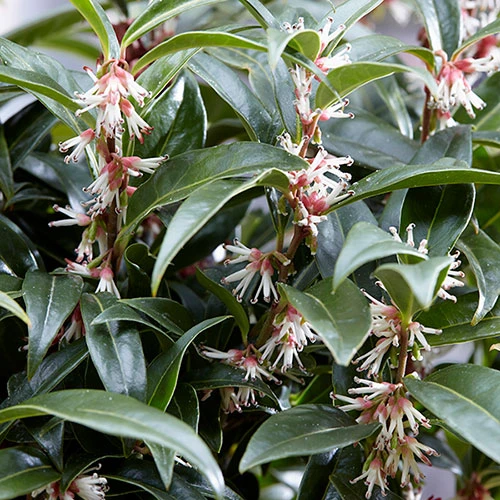 Sarcococca Hookeriana 'Winter Gem' 5 Sarcococca Hookeriana 'Winter Gem' - Image 5