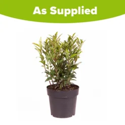 Sarcococca Hookeriana 'Winter Gem' 11 Sarcococca Hookeriana 'Winter Gem' -Gardenista Store 510579 5