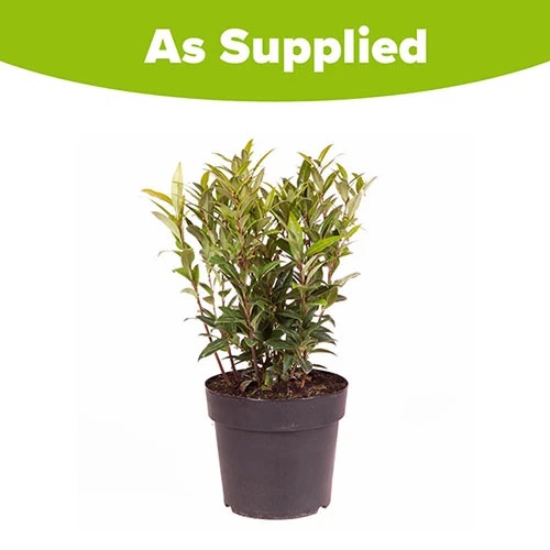 Sarcococca Hookeriana 'Winter Gem' 6 Sarcococca Hookeriana 'Winter Gem' - Image 6