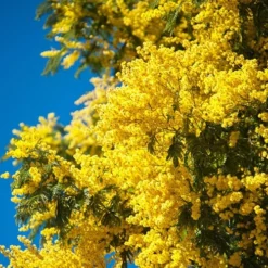 Flowering Mimosa Bush -Gardenista Store 510634 1
