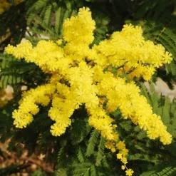 Flowering Mimosa Bush -Gardenista Store 510634 2