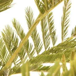 Flowering Mimosa Bush -Gardenista Store 510634 3