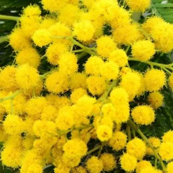 Flowering Mimosa Bush -Gardenista Store 510634 4