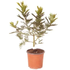 Flowering Mimosa Bush -Gardenista Store 510634 5