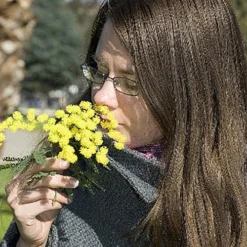 Flowering Mimosa Bush -Gardenista Store 510634 6