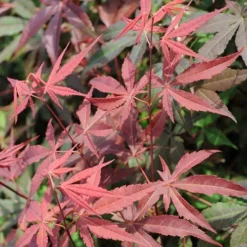 Gardenista Store -Gardenista Store 510649 1