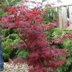 Acer Palmatum 'Atropurpureum' Japanese Maple -Gardenista Store 510649 2