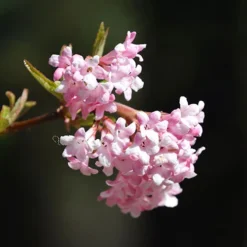 Viburnum Bodnantense 'Charles Lamont' -Gardenista Store 510709 2